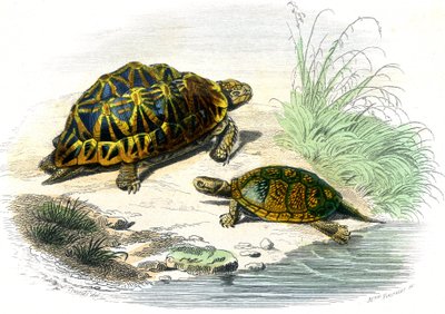 Żółw geometryczny (Testudo geometryczne) i żółw żółty autorstwa Unknown artist