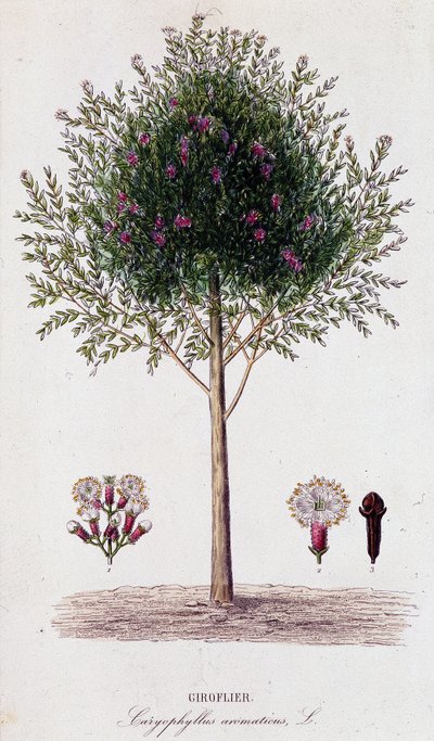 Żyrafa (Caryophyllus aromatyczny) autorstwa Unknown artist