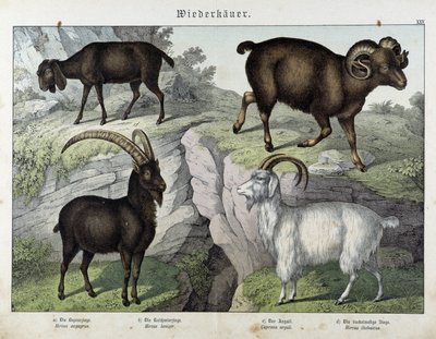 Koza - w „Historii naturalnej ssaków”, wyd. Schreiber autorstwa Unknown artist