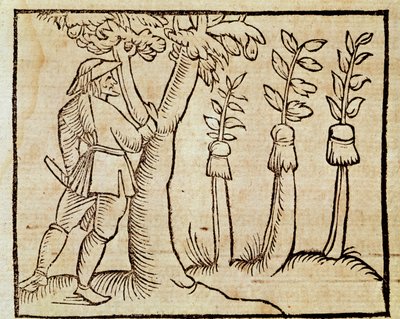 Szczepienie drzew, ilustracja z De Agricoltura Vulgare, Pier Crescenzio (1233-1320), wydanie wydane w Wenecji autorstwa Unknown artist