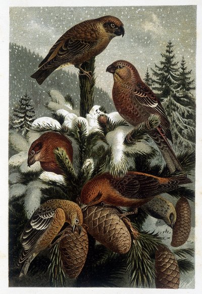 Gil zwyczajny z lasów sosnowych i rejsy (Bouvreuils) - w "La vie des animaux" "A. E. Brehma, Turyn autorstwa Unknown artist