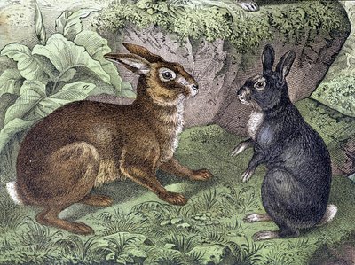 Zając i Królik - w „Historii naturalnej ssaków”, wyd. Schreiber autorstwa Unknown artist