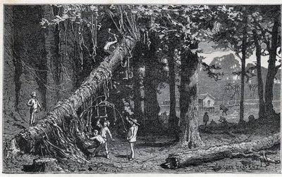 Zbiór kory cinchony - Quinquina (Cinchona officinalis) autorstwa Unknown artist