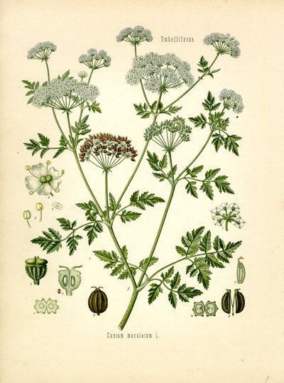 Hemlock (kolor lito) autorstwa Unknown artist