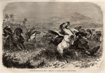 Stada mułów i koni wędrują swobodnie po równinach Cauca (Kolumbia), hodowcy grupują się, aby łapać bestie na lasso (lub zoga, długa skórzana lina). Rycina ilustrująca podróż do Nowej Granady, autorstwa dr Saffray, w 1869 roku, opublikowana w „Le tour du mo autorstwa Unknown artist