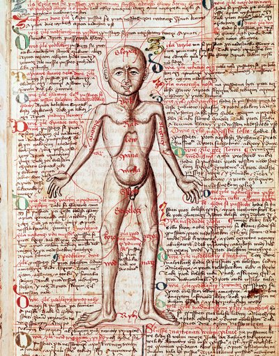 Ciało ludzkie Rycina z „Tractatus de pestilentia”” XV wiek - Praga, Biblioteka Narodowa autorstwa Unknown artist