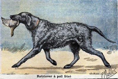 Pies myśliwski: Retriever z kręconymi włosami autorstwa Unknown artist