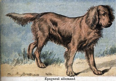 Pies myśliwski: spaniel niemiecki autorstwa Unknown artist