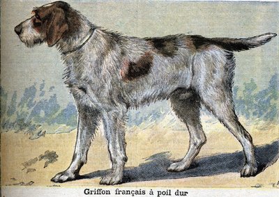 Pies myśliwski: Griffon francais twardowłosy autorstwa Unknown artist