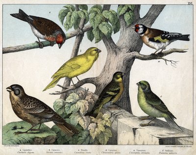 Ilustracja do "Historii naturalnej ptaków", wyd. Hoepli, Mediolan autorstwa Unknown Artist