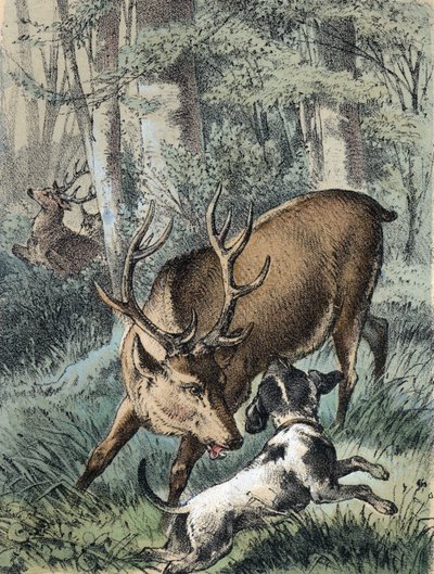 Ilustracja do bajek Franza Hoffmanna „Baśnie i bajki” – „Dwa jelenie””: jeden jeleń ucieka, a drugi walczy z psem. Chromolitografia XIX wieku. autorstwa Unknown artist