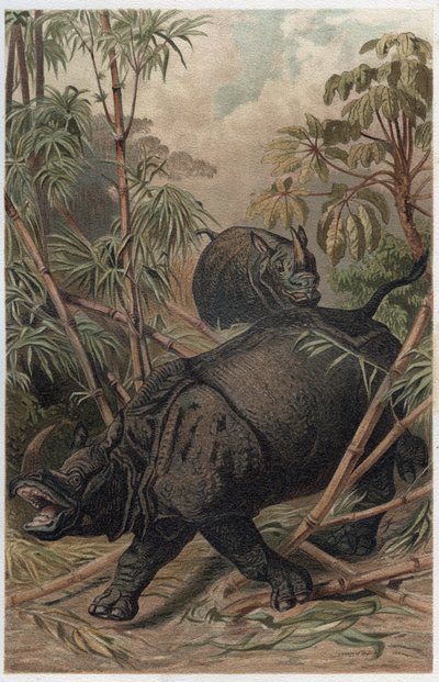 Nosorożec indyjski - Nosorożec indyjski (Rhinoceros unicornis) - grawer z „Życia zwierząt Brehma” autorstwa Alfreda Edmunda Brehma (1829-1884) autorstwa Unknown artist