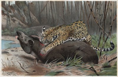 Jaguar (Panthera onca) - grawer z „”Życie zwierząt Brehma”” Alfreda Edmunda Brehma (1829-1884) autorstwa Unknown artist