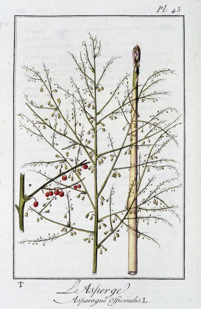 Szparagi (Asparagus Officinalis) - w „Ćwiczeniach z botaniki na użytek handlowców”, pod redakcją J.C. Philibert, Imprimerie de Crapelet, Paryż autorstwa Unknown artist