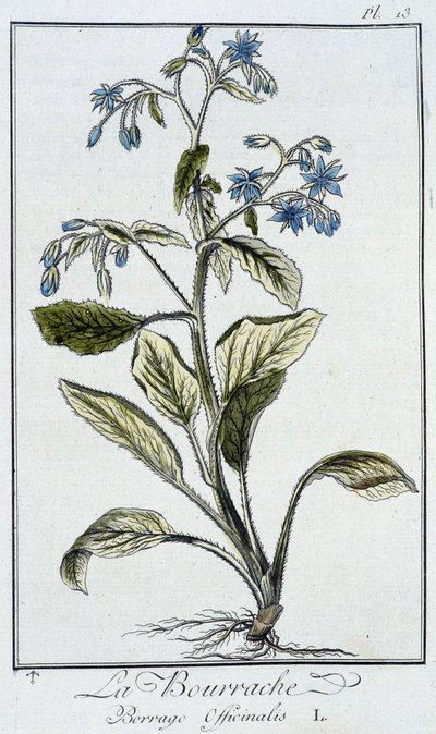 Ogórecznik (Borago Officinalis) - w „Ćwiczeniach z botaniki na użytek handlowców”, napisanym przez J.C. Philiberta, Imprimerie de Crapelet, Paryż autorstwa Unknown artist