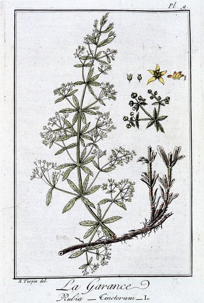 La Garance (Rubia Tinctorum) - w „Ćwiczeniach z botaniki na użytek handlowców”, autorstwa J.C. Philiberta, Imprimerie de Crapelet, Paryż autorstwa Unknown artist