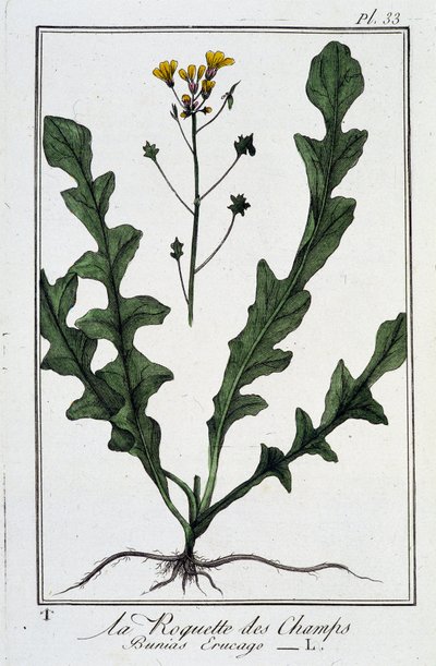 La Roquette des Champs (Bunias Erucago) - w „Ćwiczeniach z botaniki na użytek handlowców”, autorstwa J.C. Philiberta, Imprimerie de Crapelet, Paryż autorstwa Unknown artist