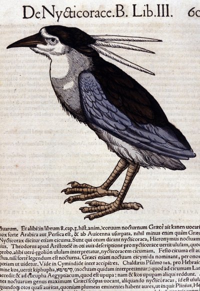La bihoreau w Historia Animalium Conrada Gesnera (1516-1565), Tiguri autorstwa Unknown artist