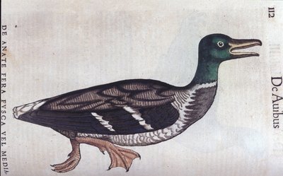 La ducard souchet w Historia Animalium de Conrad Gesner (1516-1565), Tiguri autorstwa Unknown artist
