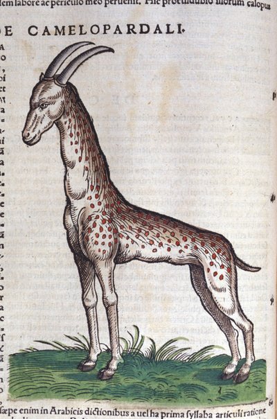 Żyrafa. w Historia Animalium Conrada Gesnera (1516 - 1565), Tiguri autorstwa Unknown artist