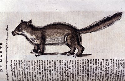 La martre (lub marte) w Historia Animalium de Conrad Gesner (1516-1565), Tiguri autorstwa Unknown artist