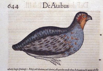 La kuropatwa w Historia Animalium Conrada Gesnera (1516-1565), Tiguri autorstwa Unknown artist