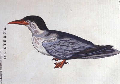 La tern ou swallow des mers w Historia Animalium de Conrad Gesner (1516 - 1565), Tiguri autorstwa Unknown artist