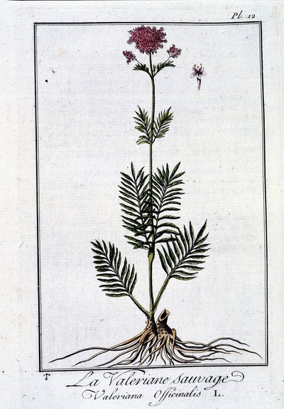 Dziki waleriana - w „Ćwiczeniach z botaniki dla handlowców” J.C. Philiberta, imp. z Crapelet, Paryż autorstwa Unknown artist