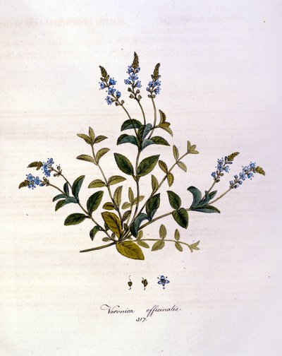 Weronika. Grawerowanie z XIX wieku. autorstwa Unknown artist