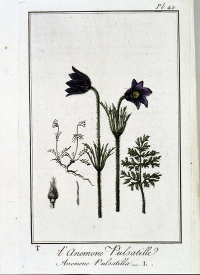 Anemone pulsatilla - w „Ćwiczeniach z botaniki na użytek handlowców”, napisanym przez J.C. Philiberta, Imprimerie de Crapelet, Paryż autorstwa Unknown artist