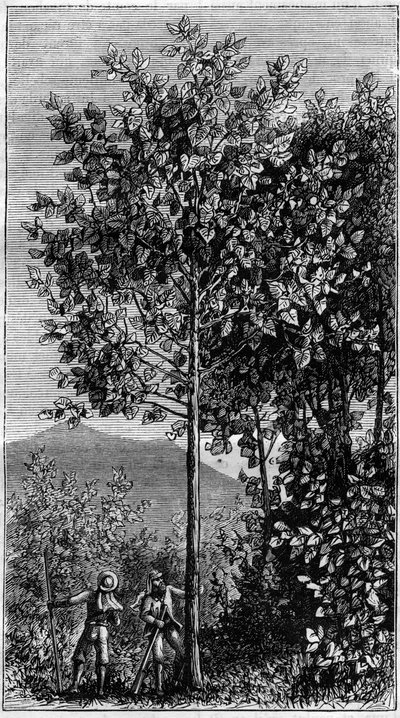 Drzewo cinchona (Cinchona officinalis). Grawerowanie w „” Naturze” autorstwa Unknown artist