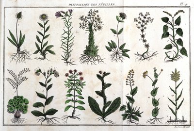 Układ liści: w „Flora Françoise”, czyli krótki opis wszystkich roślin naturalnie rosnących we Francji, ułożony według nowej metody analizy, do której przytoczono ich mniej dwuznaczne cnoty w medycynie i ich przydatność w autorstwa Unknown artist