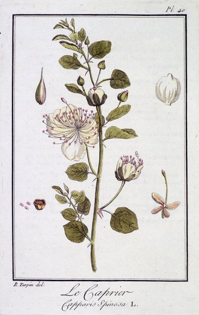 Caprier (Capparis Spinosa) - w „Ćwiczeniach z botaniki na użytek handlowców”, pod redakcją JC Philibert, Imprimerie de Crapelet, Paryż autorstwa Unknown artist
