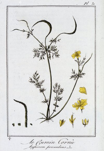 Kminek rogaty (Hypecoum procumbens) - w „Ćwiczeniach z botaniki na użytek handlowców”, pod redakcją J.C. Philibert, Imprimerie de Crapelet, Paryż autorstwa Unknown artist