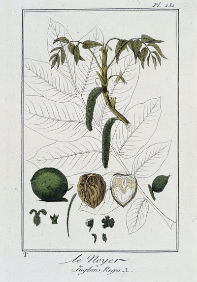 Le Noyer (Juglans Regia) - w „Ćwiczeniach z botaniki na użytek handlowców”, napisanym przez J.C. Philiberta, imp. Crapelet, Paryż autorstwa Unknown artist