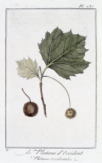 Płaszczyzna zachodnia (Platanus occidentalis) - w „Ćwiczeniach z botaniki na użytek handlowców”, pod redakcją JC Philibert, Imprimerie de Crapelet, Paryż autorstwa Unknown artist
