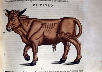 Le Byk w Historia Animalium Conrada Gesnera (1516 - 1565), Tiguri autorstwa Unknown artist