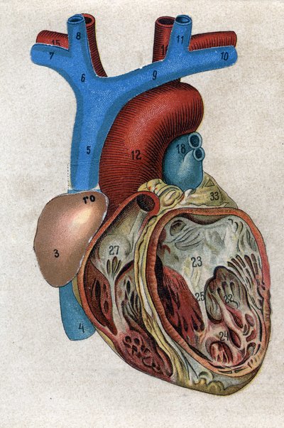 Le coeur.in „”Nowy naturalny lek”” autorstwa F.E. Bilza. 1898. autorstwa Unknown artist