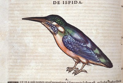 Le guêpier w Historia Animalium Conrada Gesnera (1516-1565), Tiguri autorstwa Unknown artist