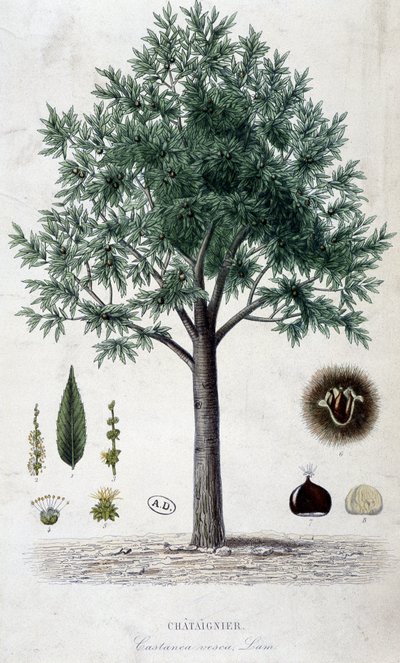 Liście, owoce i kasztanowiec, deska botaniczna autorstwa Unknown artist