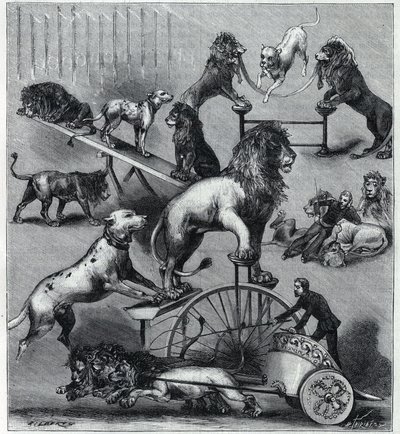 Les lions ubiera du Nouveau Cirque à Paris: różne sztuczki liczby akrobatycznej z lwami, poskramiaczami i psami. Grawer w „La Nature” 1890. Ze zbiorów prywatnych. autorstwa Unknown artist