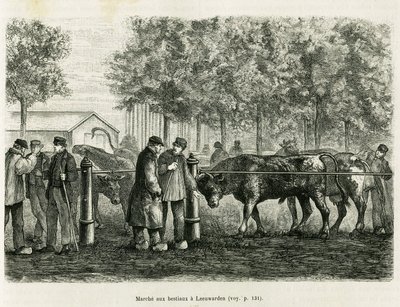 Spacery z bydłem w Leeuwarden (Holandia). Grawer ilustrujący historię La Frise, na podstawie relacji holenderskiej gazety, in le tour du monde 1886, w reżyserii Edouarda Chartona (1807-1890), Hachette, Paryż. autorstwa Unknown artist