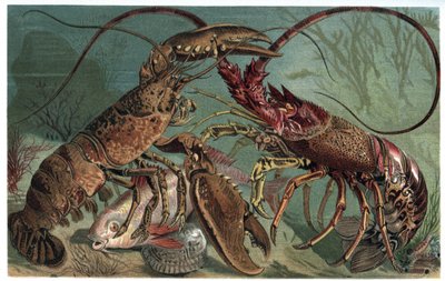 Homar i homar - Homarus i europejski langusty - grawer z „Życia zwierząt Brehma” autorstwa Alfreda Edmunda Brehma (1829-1884) autorstwa Unknown artist