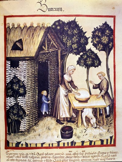 Produkcja masła. Oświetlenie z doju medycyny i dietetyki „”Tacuinum sanitatis”” autorstwa Unknown artist