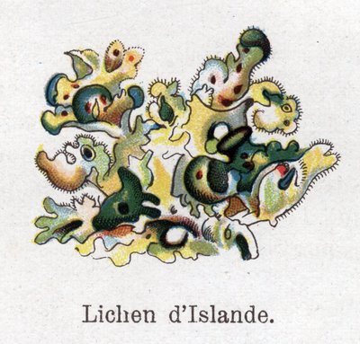Rośliny lecznicze i spożywcze: Porost islandzki. Grawer w „La medicine naturelle” Friedricha Eduarda Bilza (1842-1922) autorstwa Unknown artist