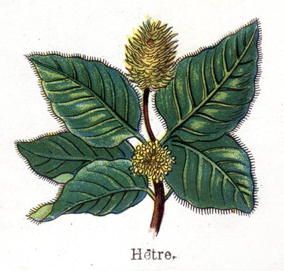 Rośliny lecznicze i spożywcze: buk. Grawer w „La medicine naturelle” Friedricha Eduarda Bilza (1842-1922) autorstwa Unknown artist