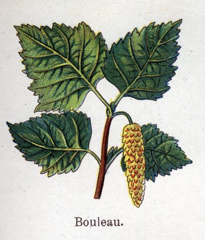 Rośliny lecznicze i spożywcze: brzoza. Grawer w „La medicine naturelle” Friedricha Eduarda Bilza (1842-1922) autorstwa Unknown artist