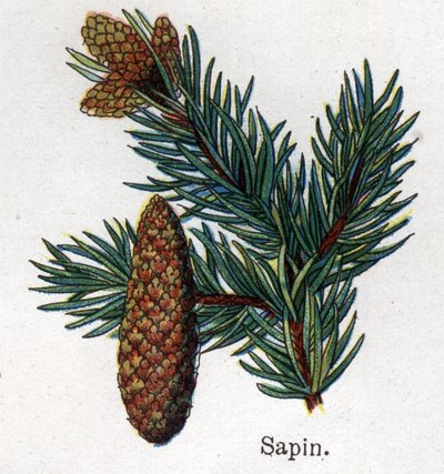 Rośliny lecznicze i spożywcze: jodła. Grawer w „La medicine naturelle” Friedricha Eduarda Bilza (1842-1922) autorstwa Unknown artist