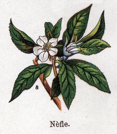 Rośliny lecznicze i spożywcze: nefle. Grawer w „La medicine naturelle” Friedricha Eduarda Bilza (1842-1922) autorstwa Unknown artist