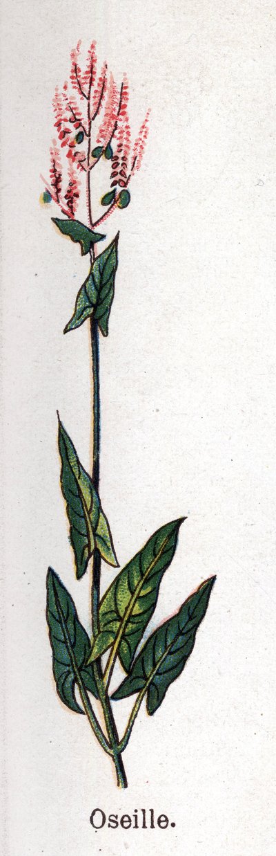 Rośliny lecznicze i spożywcze: szczaw. Grawer w „La medicine naturelle” Friedricha Eduarda Bilza (1842-1922) autorstwa Unknown artist
